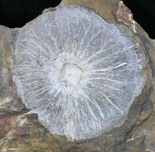 Fossil Juglandaceae (Winged Walnut) Fruit - North Dakota #29122